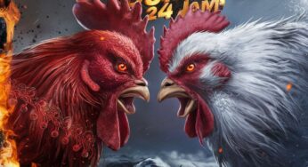 SABUNG AYAM : LIVE BETTING SERU DAN MENDEBARKAN